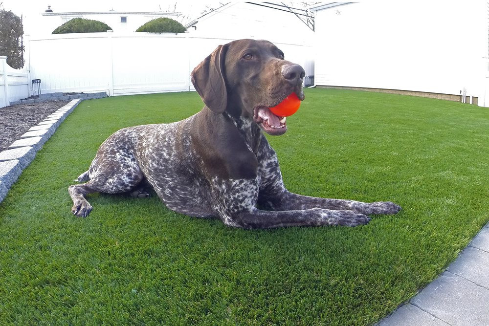 Greenwich artificial turf for dogs